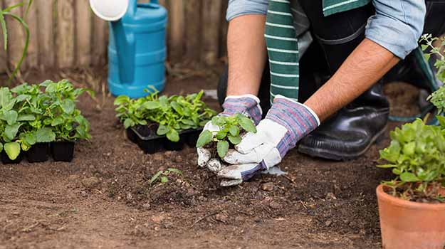 Soil Preparation